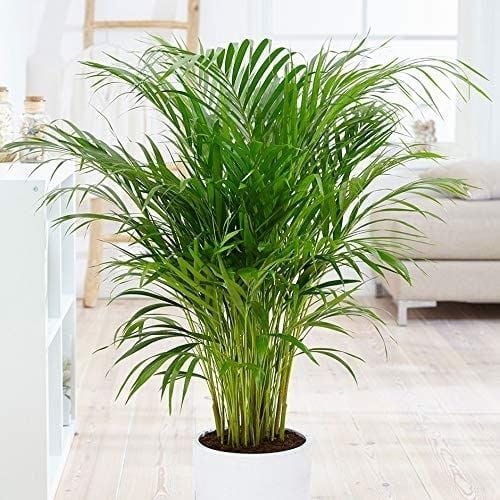 Top 10 Indoor Plants Safe for Dogs